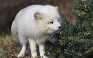 Preview wallpaper arctic fox, animal, spruce, wildlife, white