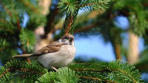 Preview wallpaper bird, sparrow, pine, branch, sit