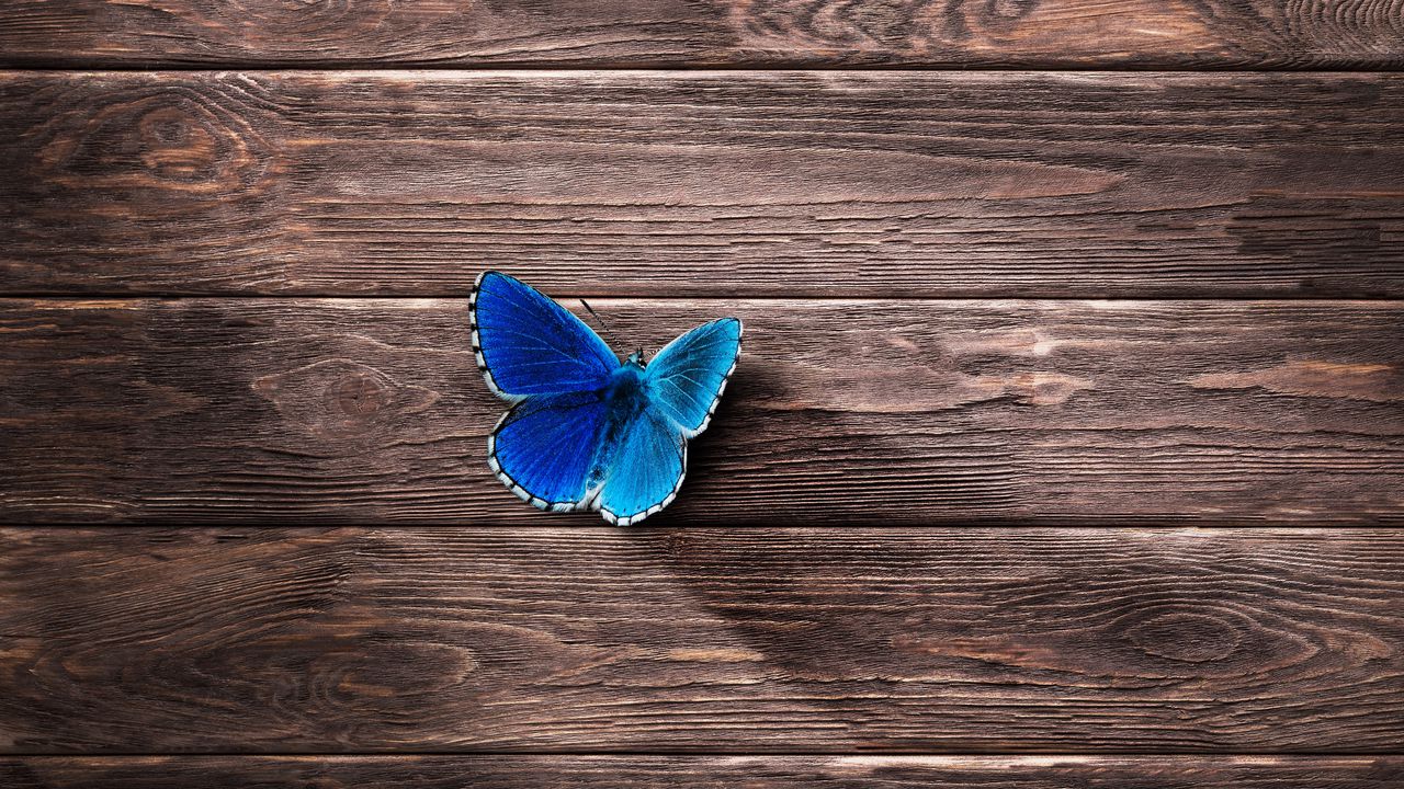 Wallpaper butterfly, surface, wooden