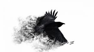 Preview wallpaper crow, wings, bird swing