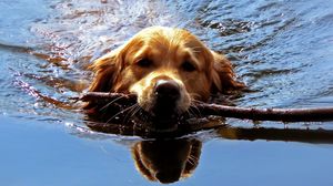 Preview wallpaper dog, muzzle, stick, swim, team