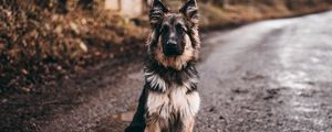 Preview wallpaper dog, shepherd, sits
