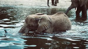 Preview wallpaper elephant, baby, water