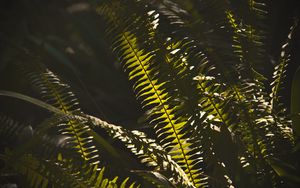 Preview wallpaper fern, macro, dark, leaves