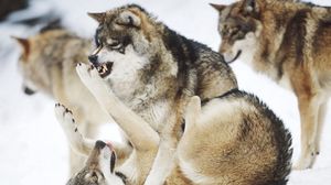Preview wallpaper fight, predators, wolves