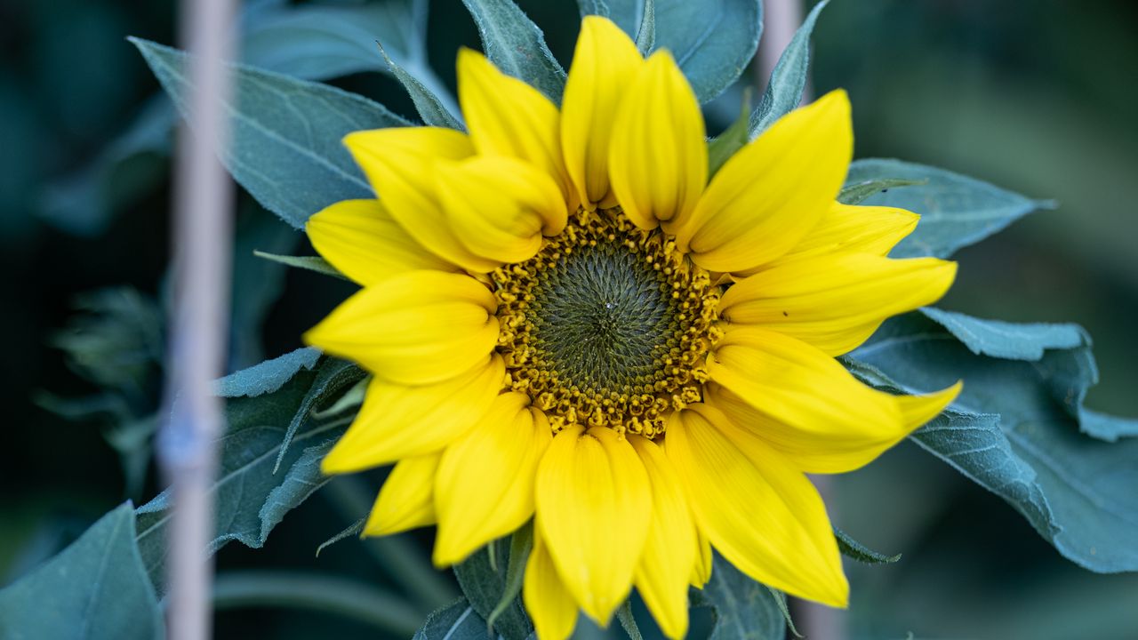 Wallpaper flower, petals, yellow, sunflower