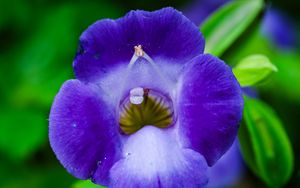 Preview wallpaper flower, purple, macro, closeup