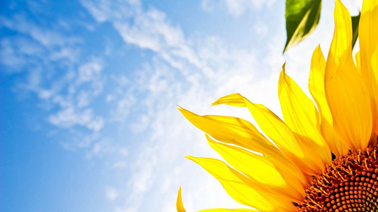 Wallpaper flower, sunflower, sky