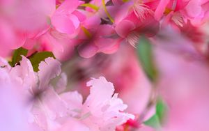 Preview wallpaper flowers, petals, blur, pink background