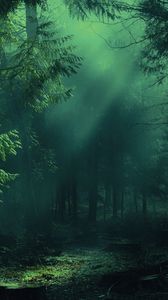 Preview wallpaper forest, fog, trees, shadows, light