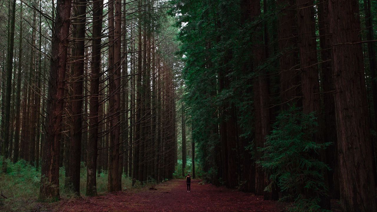 Wallpaper forest, man, loneliness, trees