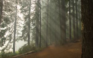 Preview wallpaper forest, path, trees, fog, nature, landscape