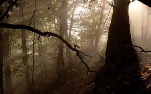 Preview wallpaper forest, trees, fog, light, rays, nature