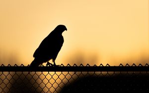 Preview wallpaper hawk, bird, silhouette, fence, evening