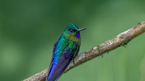 Preview wallpaper hummingbird, bird, feathers, bright