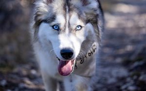 Preview wallpaper husky, dog, pet, protruding tongue, funny