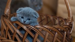 Preview wallpaper kitten, british shorthair, cute, sad, basket