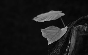 Preview wallpaper leaves, tree, black and white