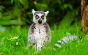 Preview wallpaper lemur, wildlife, grass, animal
