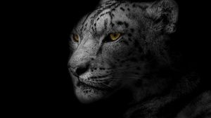 Preview wallpaper leopard, muzzle, predator, big cat, spotted, bw