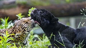 Preview wallpaper leopard, panther, lick, animals, wildlife