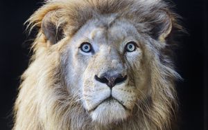 Preview wallpaper lion, glance, predator, muzzle, wild