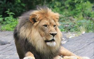 Preview wallpaper lion, predator, animal, big cat