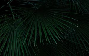 Preview wallpaper palm, leaves, branches, bush
