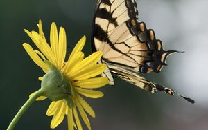 Preview wallpaper papilio glaucus, butterfly, wings, flower, macro