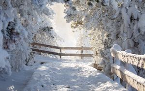 Preview wallpaper path, trees, snow, winter, white, nature