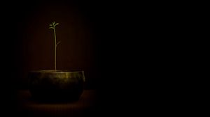 Preview wallpaper pot, plants, sprout