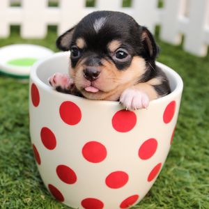 Preview wallpaper puppy, dog, cup