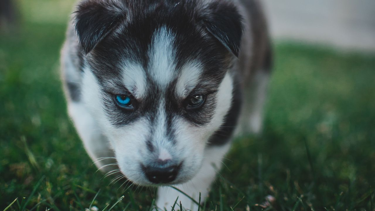Wallpaper puppy, husky, dog, cute, heterochromia