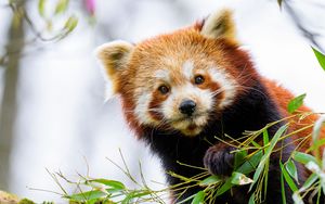 Preview wallpaper red panda, panda, paw, animal, leaves