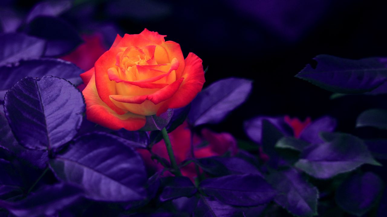 Wallpaper rose, bud, orange, purple