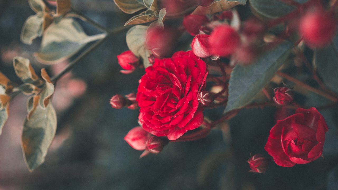 Wallpaper rose, bush, bloom, garden, red, blur