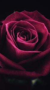 Preview wallpaper rose, flower, close-up, petals