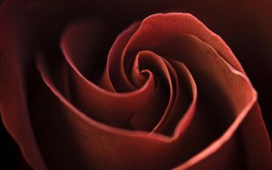 Preview wallpaper rose, petals, macro, flower, red, whir