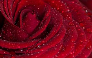 Preview wallpaper rose, petals, red, drops, rain, macro