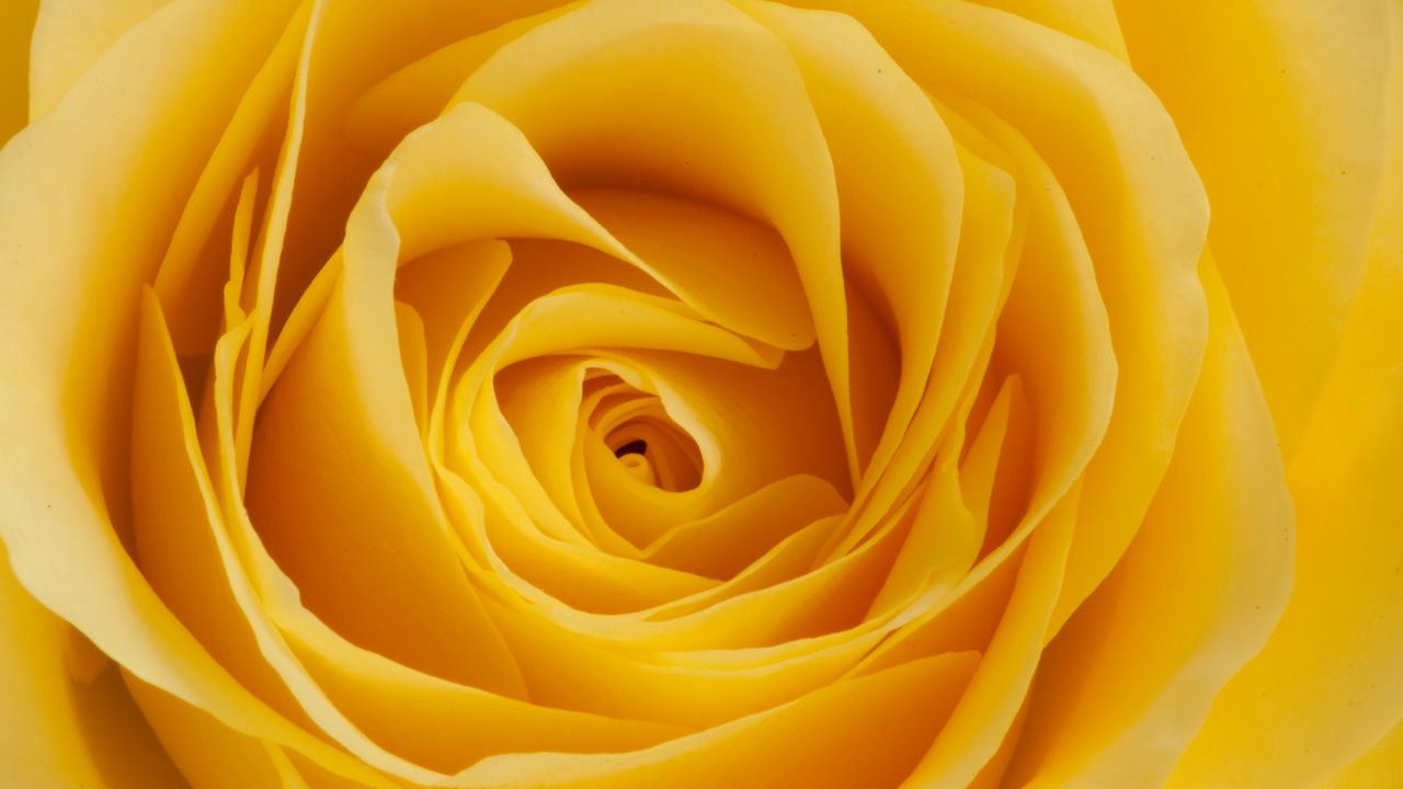 Wallpaper rose, yellow, bud, petals, macro