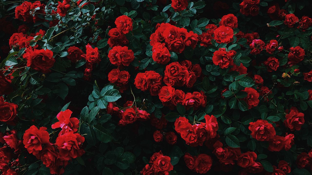 Wallpaper roses, bush, bloom, garden, red, contrast