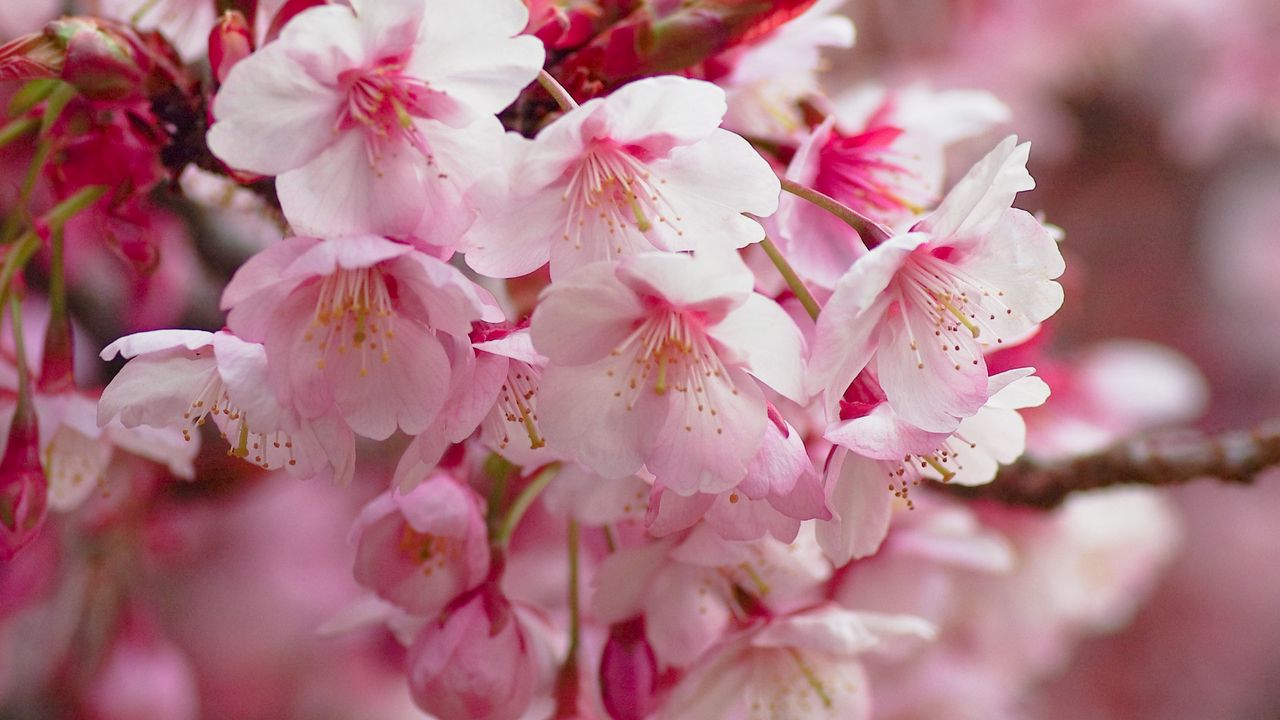 Wallpaper sakura, flowering, branch, flowers, blur