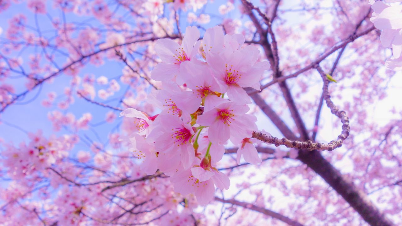 Wallpaper sakura, flowers, bloom, spring, pink