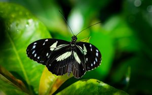 Preview wallpaper sara longwing, butterfly, plants, macro