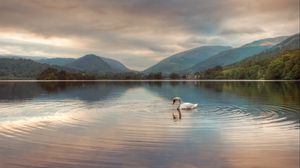 Preview wallpaper swan, lake, mountains, clouds, reflection