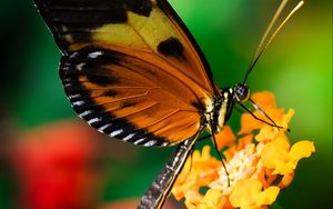 Preview wallpaper tiger heliconian, butterfly, macro, flower