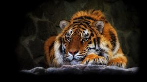 Preview wallpaper tiger, wild cat, black background