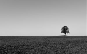 Preview wallpaper tree, minimalism, bw, horizon, field