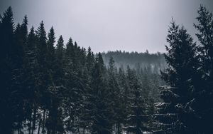 Preview wallpaper trees, spruces, forest, dark
