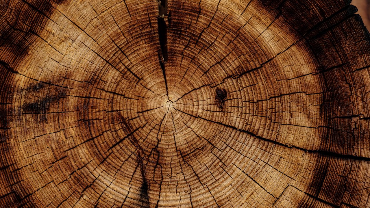 Wallpaper trunk, tree, texture
